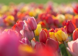 Kolorowe, Tulipany, Zbliżenie