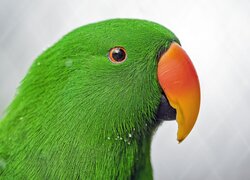 Zielona, Papuga, Barwnica zwyczajna, Eclectus