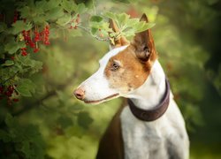 Pies, Basenji, Krzew, Gałązki, Porzeczki