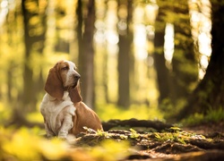 Pies, Basset hound, Las, Drzewa, Łączka