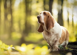 Basset hound stoi na pieńku