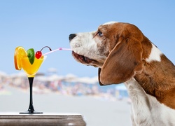 Basset przy drinku