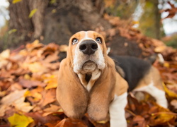 Basset wśród jesiennych liści