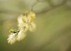 Bazie, Kotki, Gałązka, Wierzba