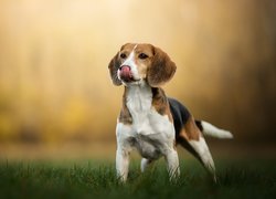 Beagle na łące