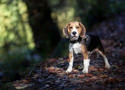 Beagle na leśnej ścieżce