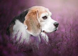 Beagle na wrzosowisku