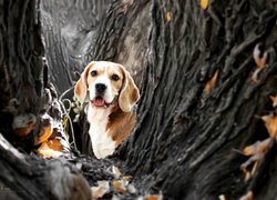 Beagle pomiędzy drzewami
