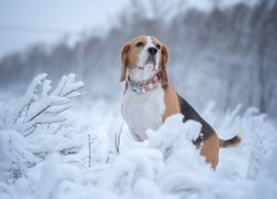 Beagle w śniegu