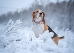 Pies, Beagle, Zima, Ośnieżone, Rośliny