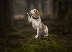 Pies, Beagle, Wyciągnięta, Łapka, Pień, Mech, Las