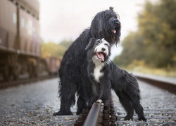 Bearded collie i owczarek francuski briard przy torach kolejowych