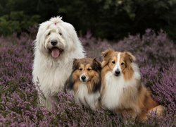 Owczarek staroangielski Bobtail, Owczarki szetlandzkie, Wrzosy