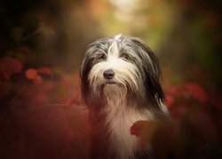 Pies, Bearded collie, Głowa, Jesień, Liście, Rozmyte Tło