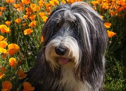 Pies, Bearded collie, Pomarańczowe, Kwiaty, Pozłotki, Maczki kalifornijskie