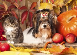 Kot, Pies, Beaver yorkshire terrier, Liście, Dynia, Jabłka