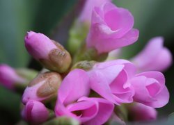 Bergenia