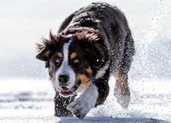Berneński pies pasterski biegnie po śniegu