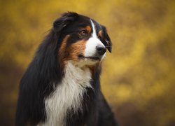 Berneński pies pasterski na rozmytym tle