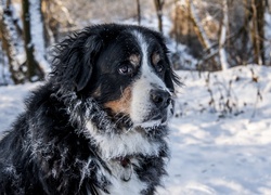 Berneński pies pasterski na śniegu w lesie