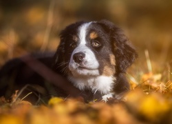 Berneński pies pasterski odpoczywa w trawie