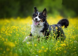Berneński pies pasterski wśród kwiatów na łące