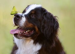 Pies, Berneński pies pasterski, Motyl