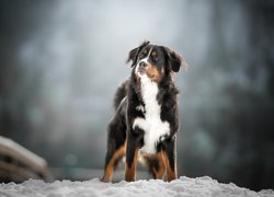 Berneński pies pasterski, Śnieg, Sylwetka