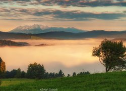 Góry, Lasy, Drzewa, Mgła, Chmury, Beskid Sądecki, Polska