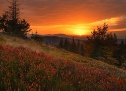 Góry, Lasy, Drzewa, Roślinność, Beskid Żywiecki, Polska