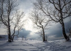 Zima, Drzewa, Brzozy, Śnieg, Ślady