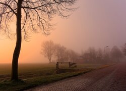 Bezlistne drzewa i domy przy drodze i poranna mgła nad łąką