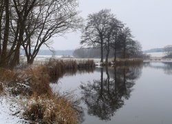 Bezlistne drzewa i ośnieżone trawy nad jeziorem