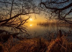 Bezlistne drzewa i szuwary na brzegu jeziora