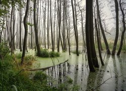 Bezlistne drzewa i trawy na bagnach