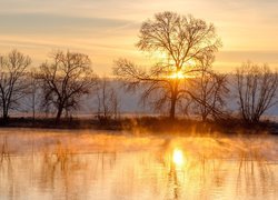 Bezlistne drzewa na brzegu rzeki Mozela w promieniach słońca