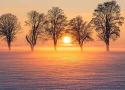 Zima, Drzewa, Mgła, Wschód słońca, Pole