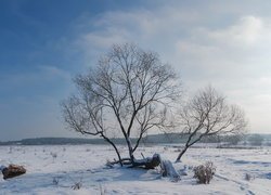 Bezlistne drzewa na ośnieżonym polu