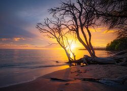 Bezlistne drzewa na plaży na tle zachodu słońca nad morzem