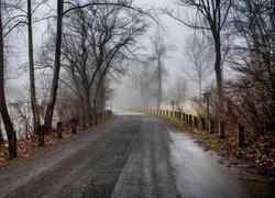 Bezlistne drzewa na poboczu zamglonej drogi