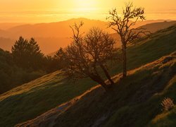 Bezlistne drzewa na tle gór Santa Cruz Mountains