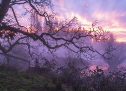 Bezlistne drzewa na tle mgły i zachodu słońca