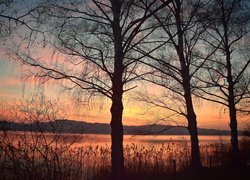 Bezlistne drzewa nad jeziorem Sempachersee na tle zachodu słońca