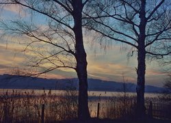 Bezlistne drzewa nad jeziorem Sempachersee