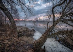 Bezlistne drzewa nad rzeką Dubną