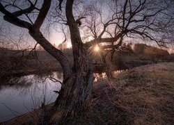 Bezlistne drzewa nad rzeką Istra w blasku wschodzącego słońca