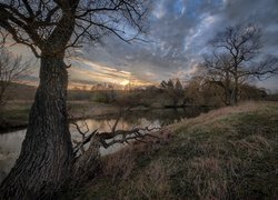 Bezlistne drzewa nad rzeką Istrą