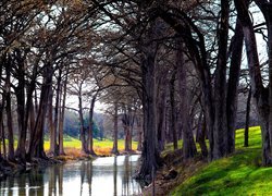Bezlistne drzewa nad rzeką w parku