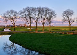 Bezlistne drzewa obok kanałów wodnych w holenderskiej gminie Edam