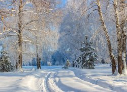 Zima, Drzewa, Śnieg, Droga